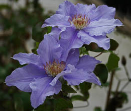 Klicka här för att komma till klematissortimentet. Foto: 'Angelique' Fleuri_1-2.jpg