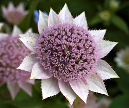 Klicka här för att komma till perennasortimentet. Foto: Astrantia maxima Echinacea_Coconut_Lime.jpg