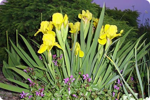 Faaglar-i-vinterskrud-2.jpg
